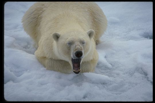 Imagem de urso-polar