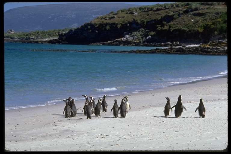 Image of Magellanic Penguin