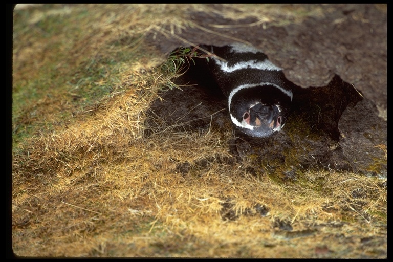 Image of Magellanic Penguin