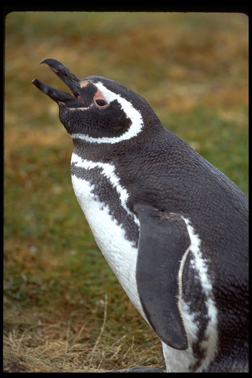 Image of Magellanic Penguin