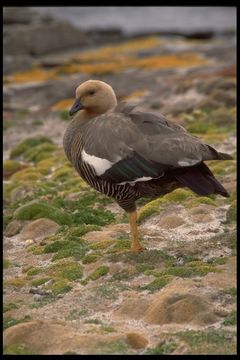 Sivun Chloephaga picta leucoptera (Gmelin & JF 1789) kuva