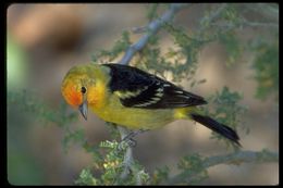 Image of Western Tanager