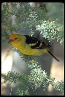 Image of Western Tanager