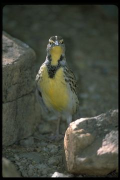 Image of Western Meadowlark