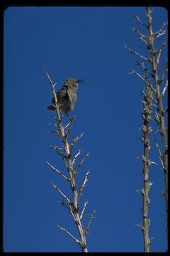 Image of Curve-billed Thrasher