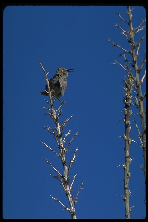 صورة Toxostoma curvirostre (Swainson 1827)