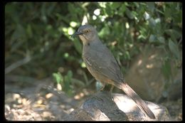 Image of Curve-billed Thrasher