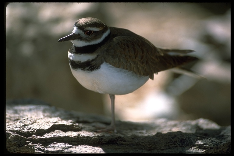 Image of Killdeer