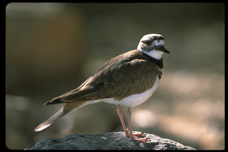 Image of Killdeer