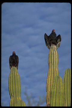 Imagem de Cathartes aura (Linnaeus 1758)