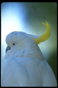 Image of Sulphur-crested Cockatoo