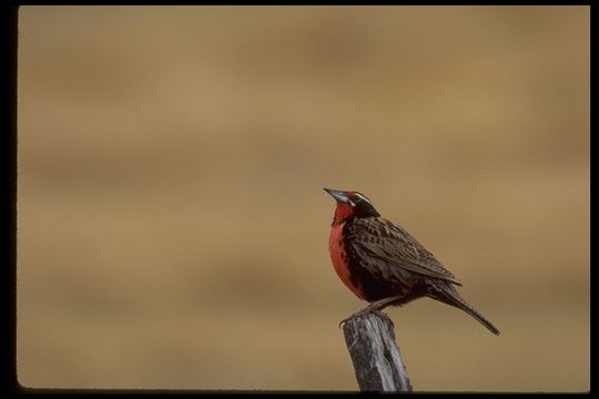 Sivun <i>Sturnella loyca falklandica</i> kuva