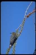 Image of Gila Woodpecker