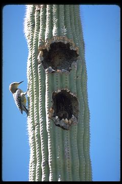 Image of Gila Woodpecker