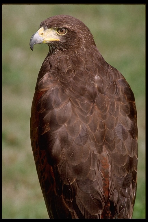 Image of Harris's Hawk