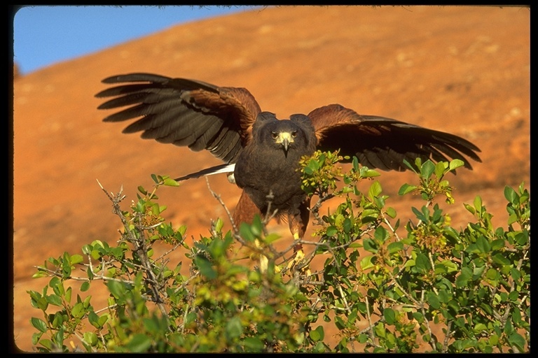 Image of Harris's Hawk