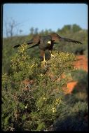 Image of Harris's Hawk