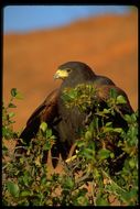 Image of Harris's Hawk