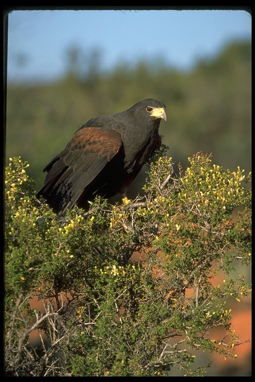 Image of Harris's Hawk