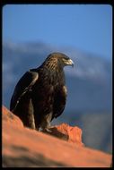 Image of Golden eagle