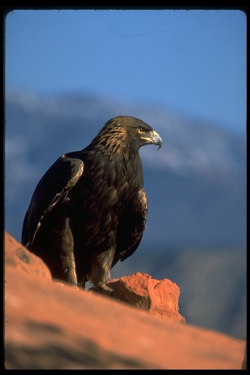 Image of Golden eagle