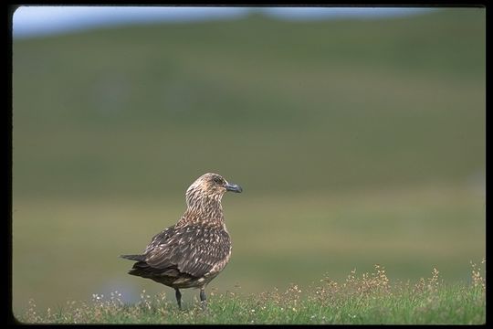 Imagem de Stercorarius skua (Brünnich 1764)