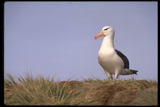 صورة قطرس أسود الجبين