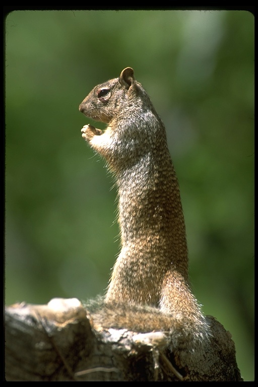 Image of rock squirrel