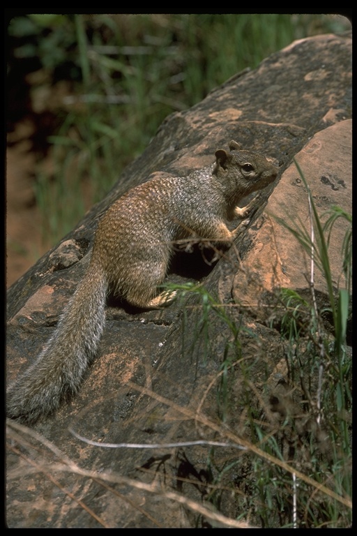 Image of rock squirrel