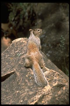 Image of rock squirrel