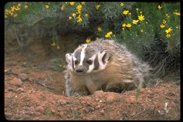 Image of American Badger