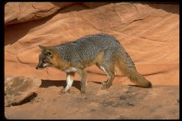 Image of gray fox