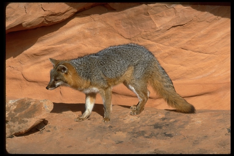 Image de Renard gris