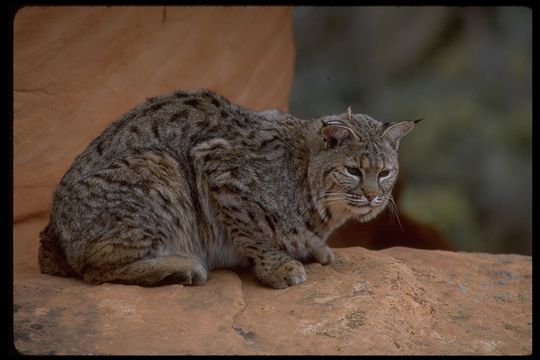 Image of bay lynx