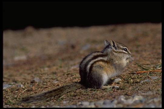 Image of Least Chipmunk