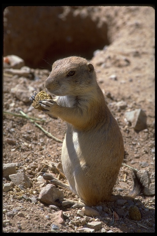 Image of Arizona Black-tailed Prairie Dog