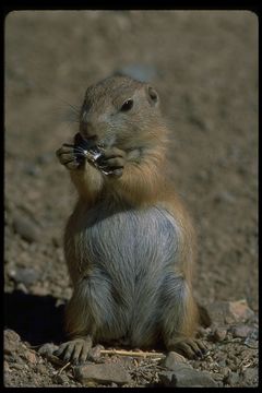 Image of Arizona Black-tailed Prairie Dog