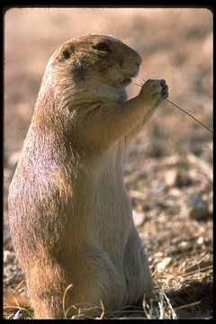 Image of Arizona Black-tailed Prairie Dog