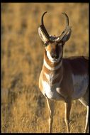 Image of pronghorn