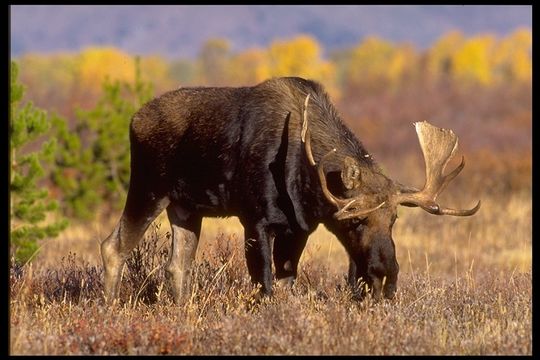 Image of North American Elk