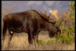 Image of North American Elk