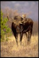 Image of North American Elk