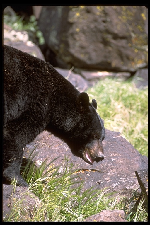 Image of American Black Bear