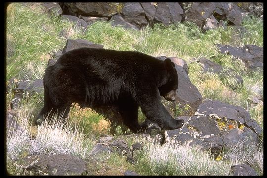 Image of American Black Bear