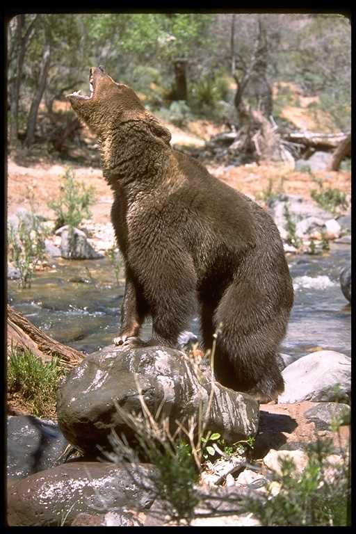 Image of grizzly bear