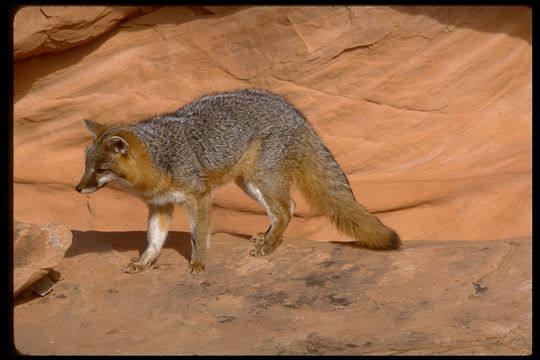 Image of gray fox