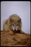 Image of gray wolf