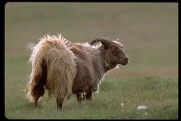 Image of Domestic Sheep