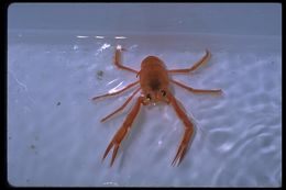 Image of Red Crab