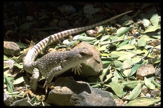 Image of Northern Desert Iguana